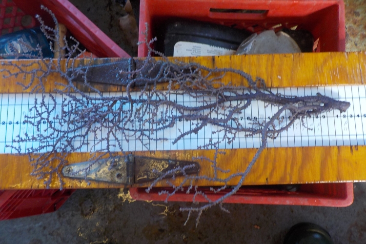 A large purple color morph of Paramuricea placomus, a type of sea fan. Credit: NOAA Fisheries