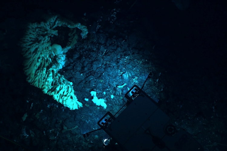 A remotely operated vehicle next to a giant sponge in in Papahānaumokuākea Marine National Monument. Credit: NOAA Ocean Exploration