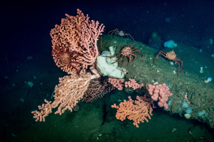 Red long-legged crabs on a rocky ledge edged with pink branching bubblegum corals