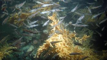 A school of fish swimming in front of a deep-sea coral.